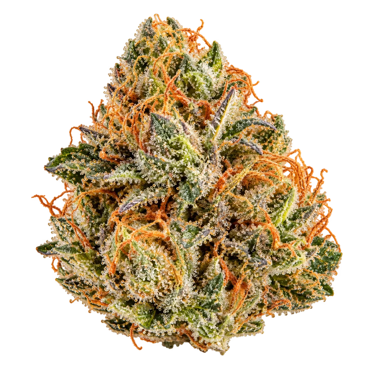 Dried, cured and trimmed cannabis flower