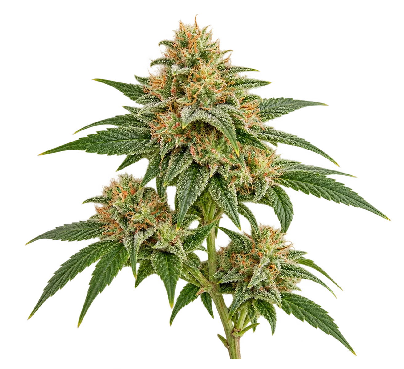 Fresh harvested cannabis material